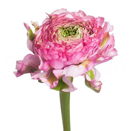 Ranunculus ponpon aurora