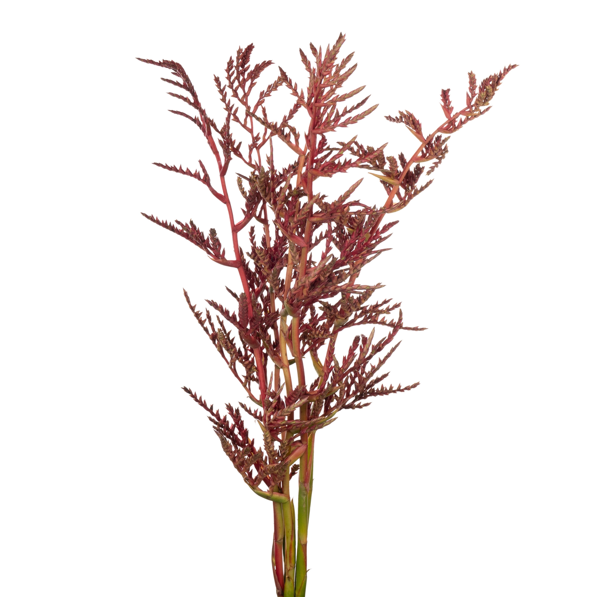 Bromelia