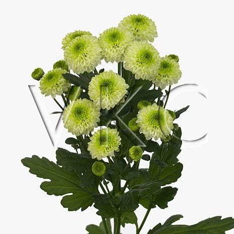 Chrysanthemum santini ferry lime