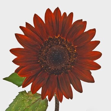Helianthus prado red