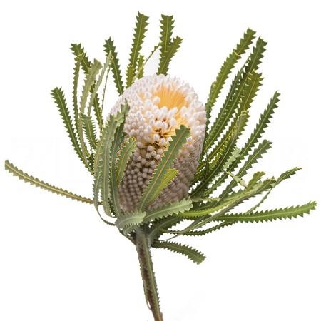 Banksia hookeriana