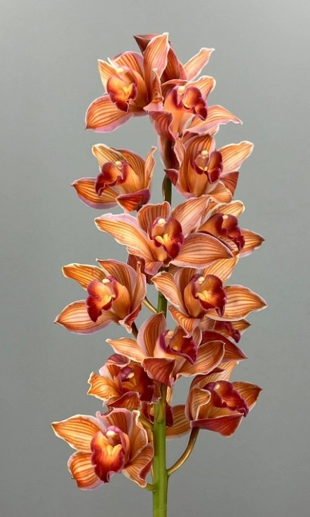 Cymbidium dyed orange