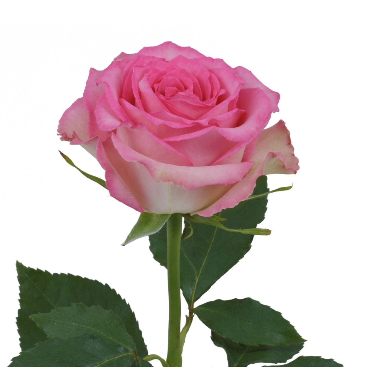 Rose sweet unique | Wholesale flowers, plants and supplies Rose sweet unique