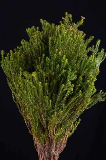 Kaaps agathosma