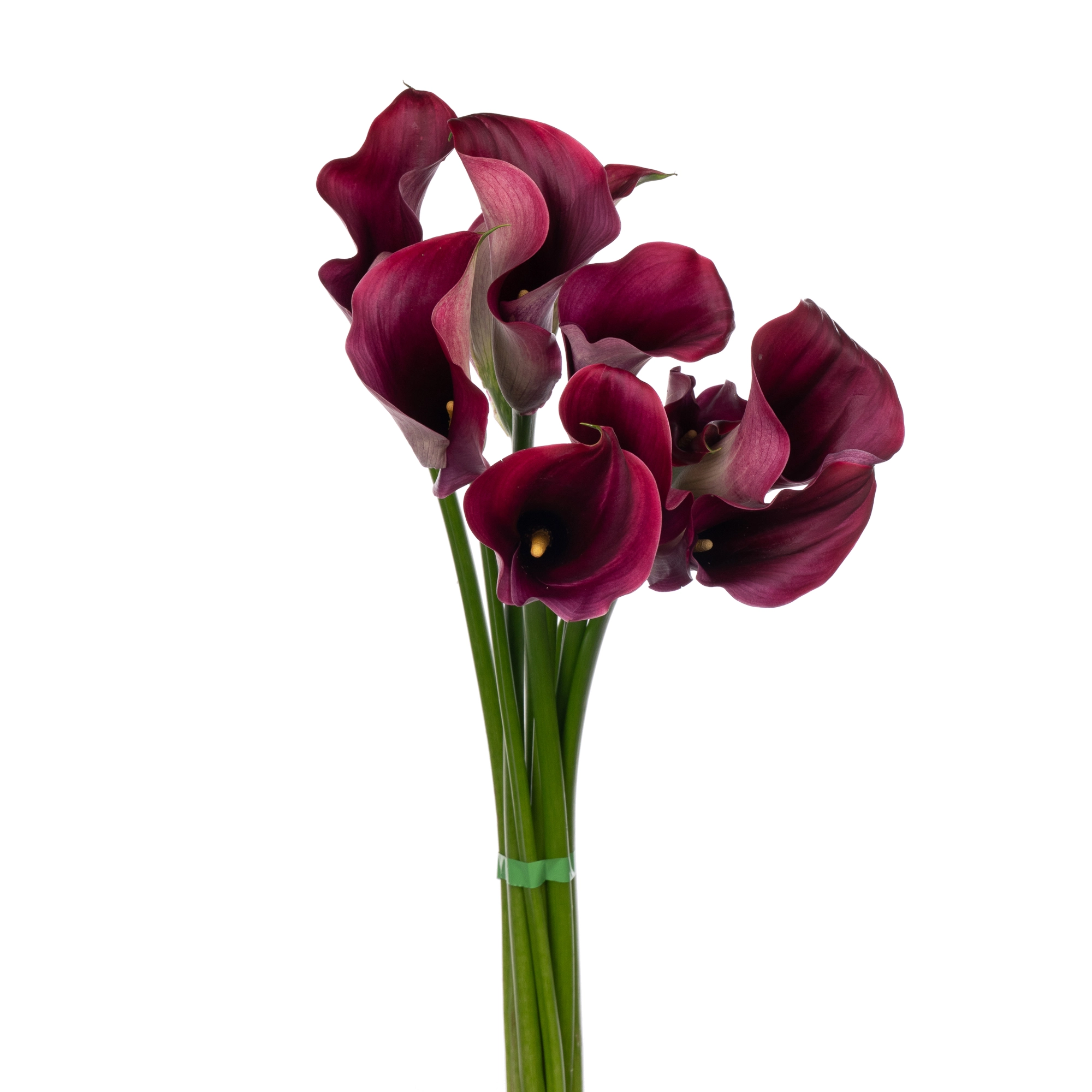 Zantedeschia captain promise | Wholesale flowers, plants and supplies Zantedeschia captain promise