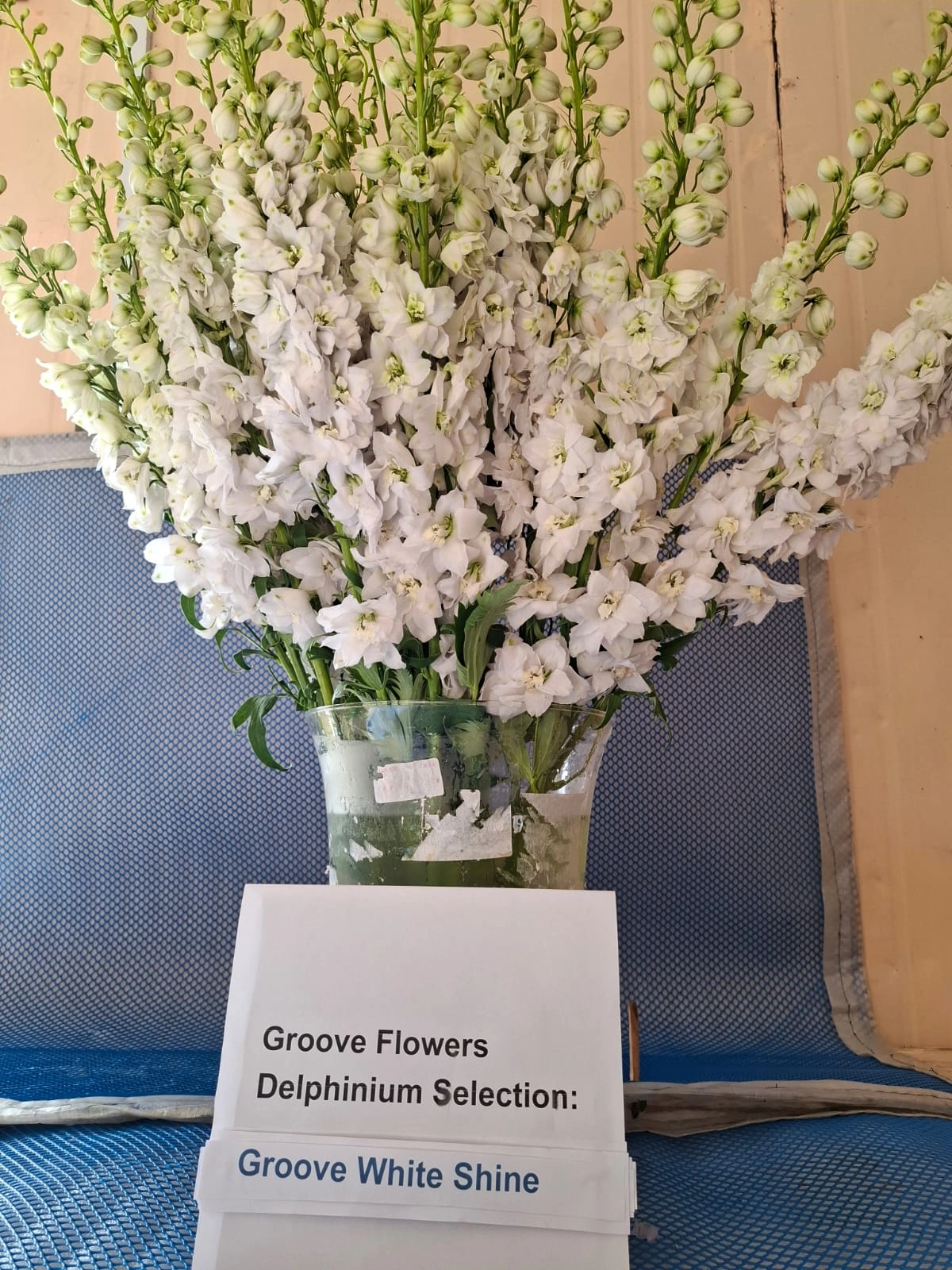 Delphinium groove white shine