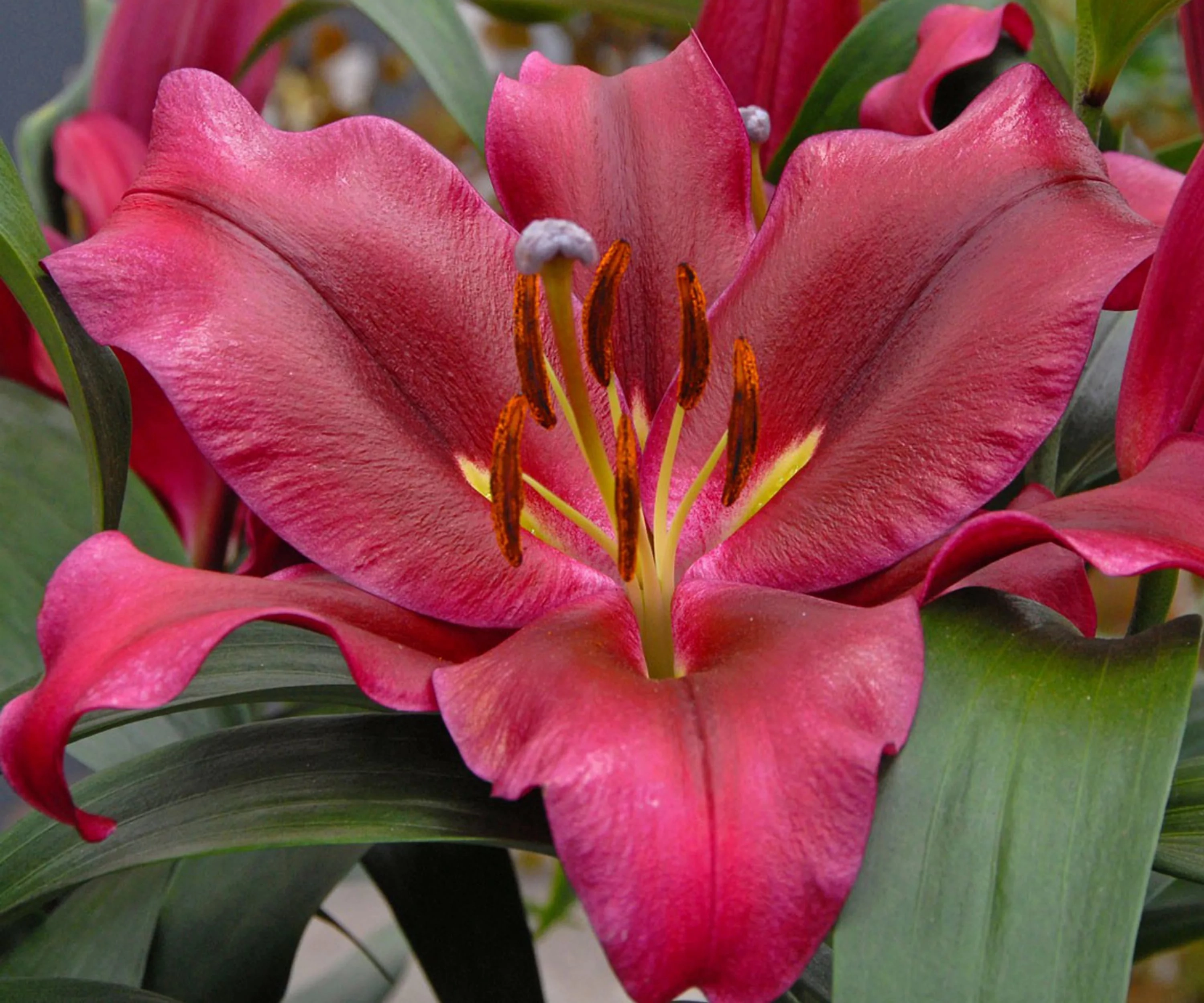 Lilium oriental palazzo