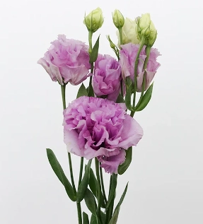 Eustoma wavy purple | Wholesale flowers, plants and supplies Eustoma wavy purple