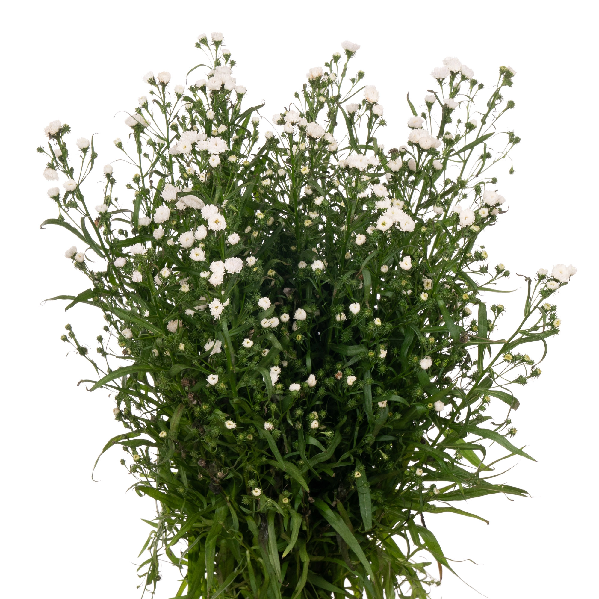 Aster cassy | Wholesale flowers, plants and supplies Aster cassy