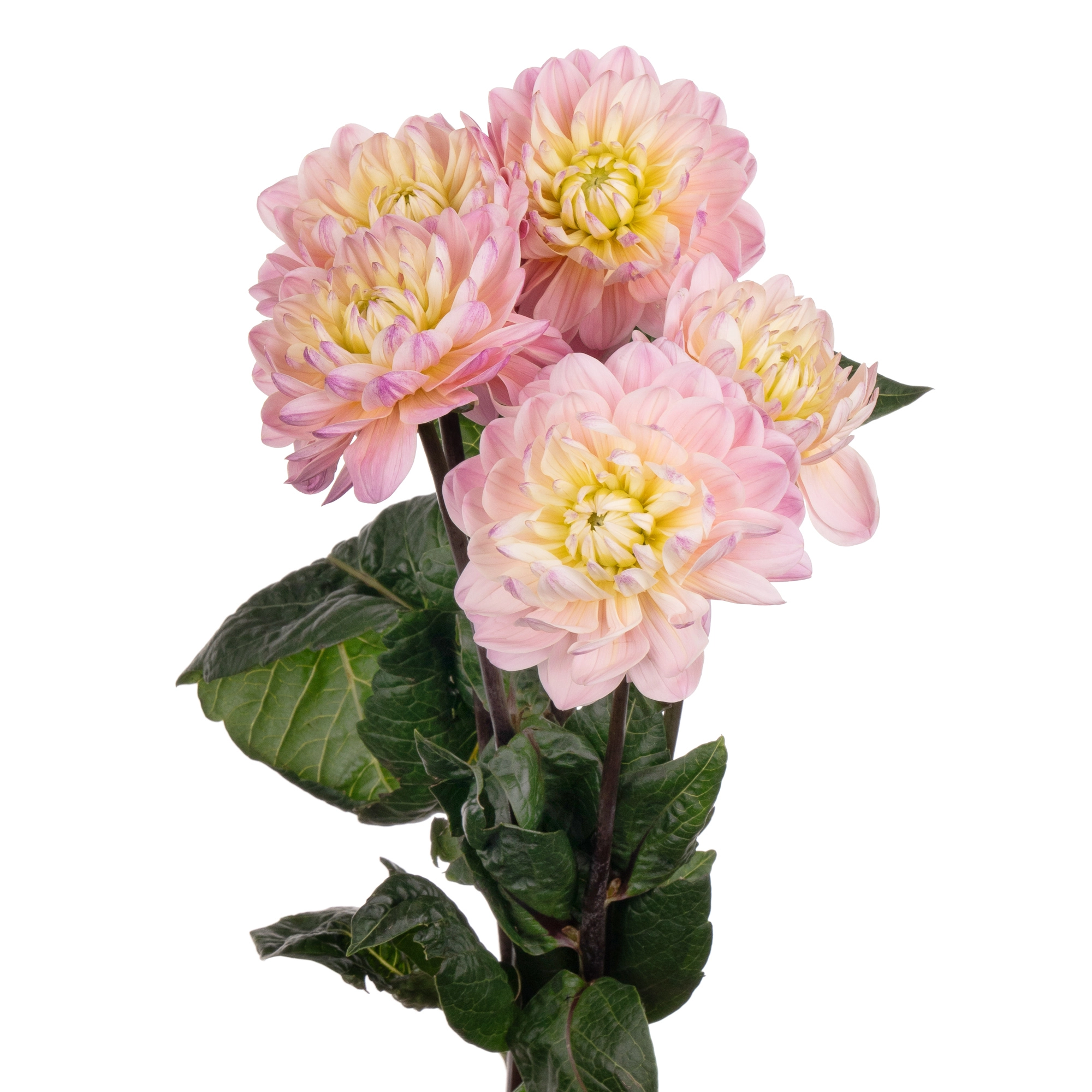 Dahlia dianas memory | Wholesale flowers, plants and supplies Dahlia dianas memory