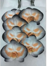 Phalaenopsis spray halloween pumpkin smile