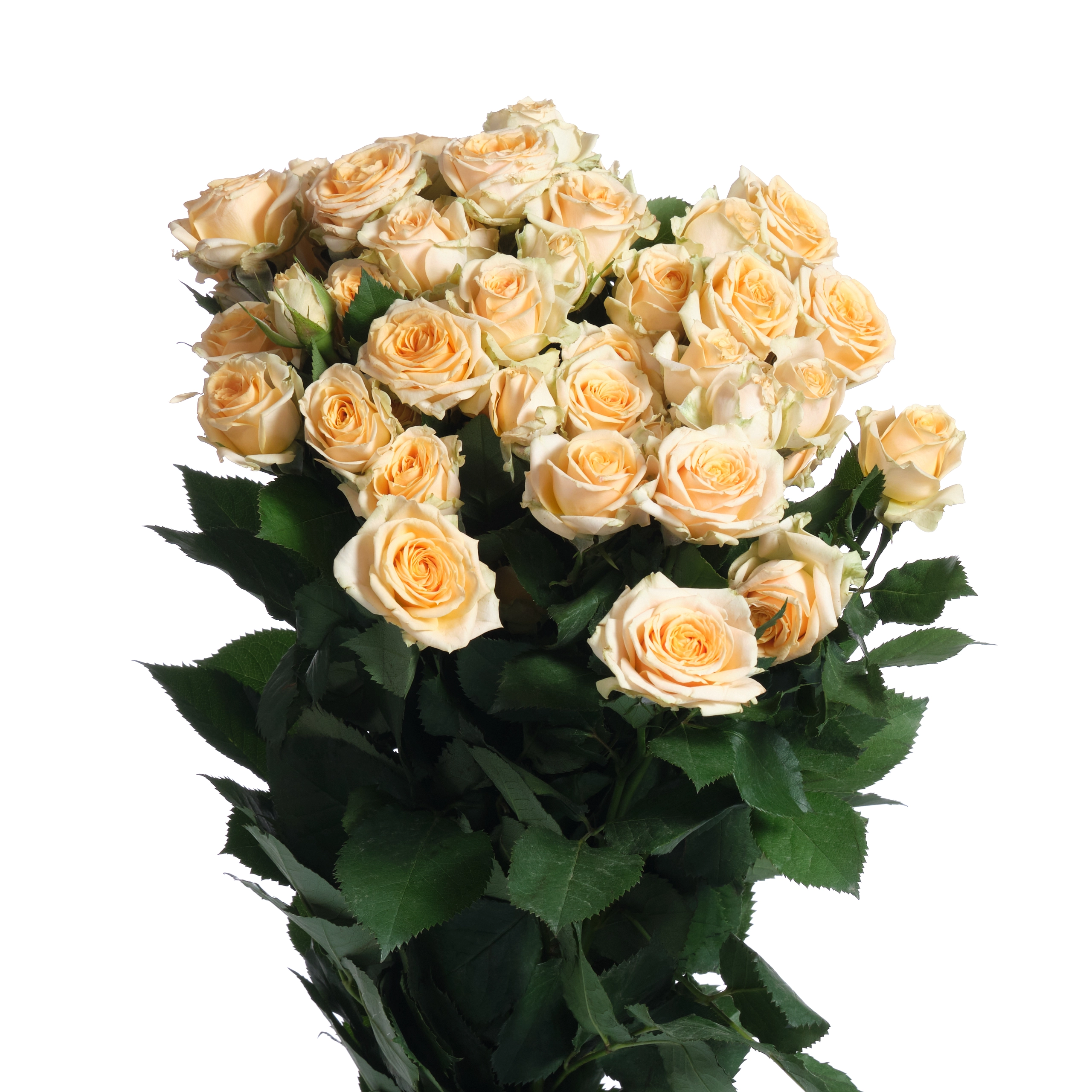 Rose spray trinity | Wholesale flowers, plants and supplies Rose spray trinity