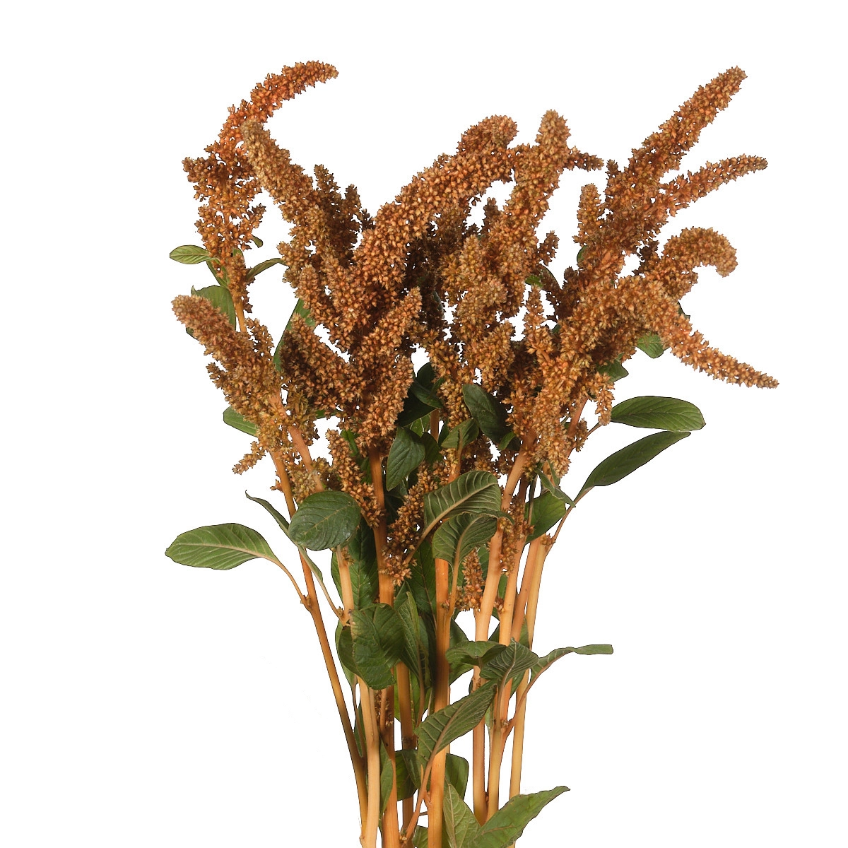 Amaranthus hot biscuits | Wholesale flowers, plants and supplies Amaranthus hot biscuits