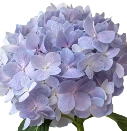 Hydrangea light purple
