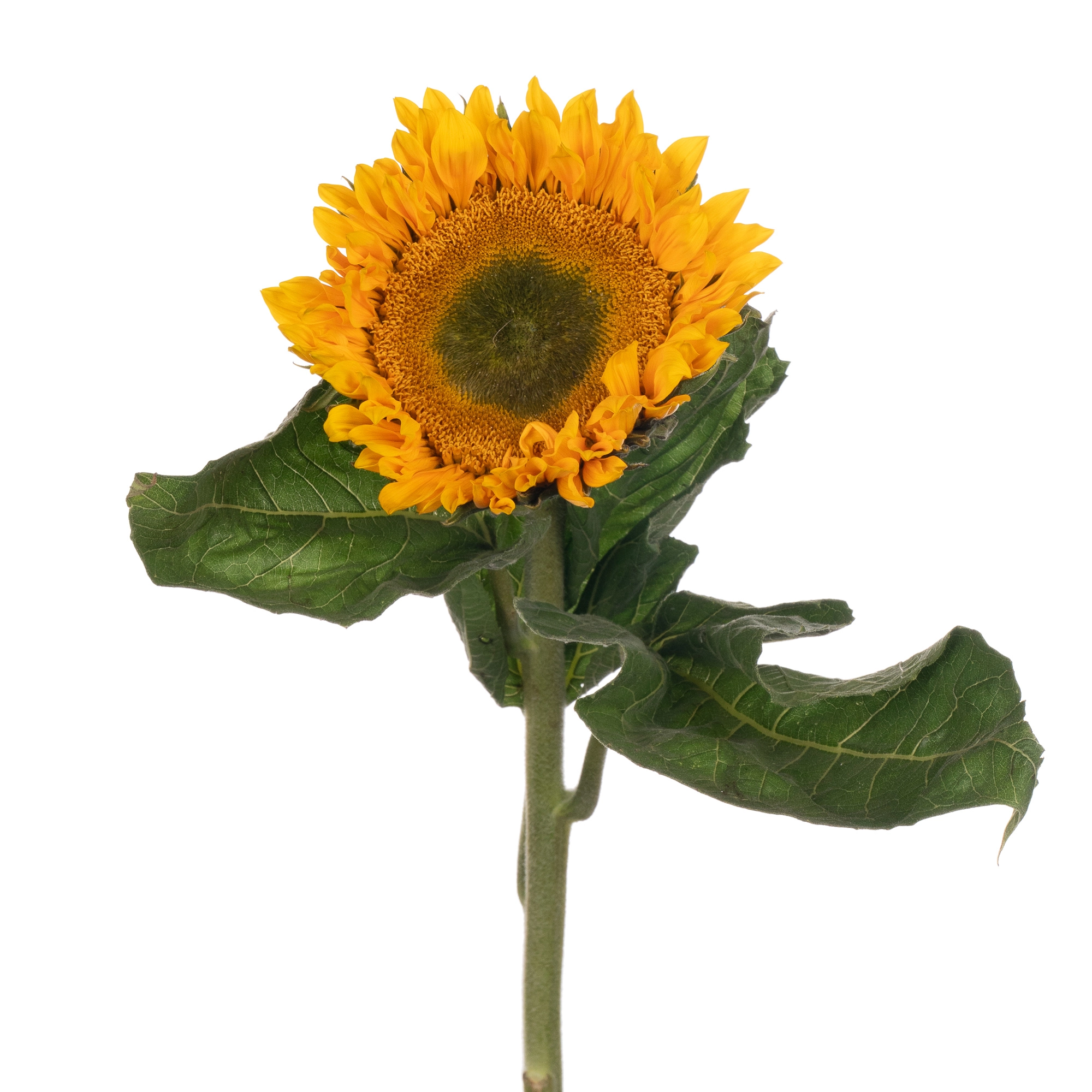 Helianthus sunrich gold
