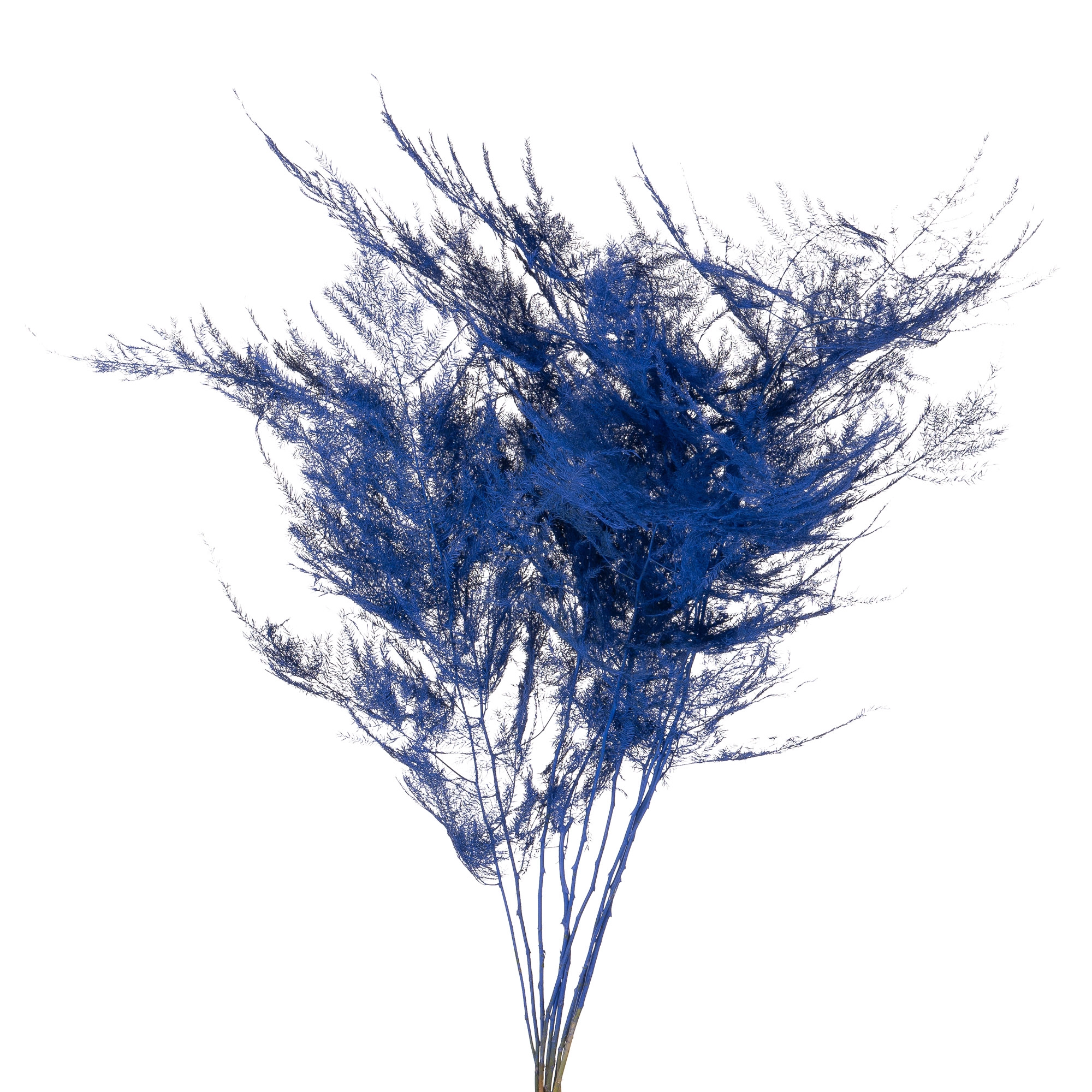 Blad Asparagus vrf blue