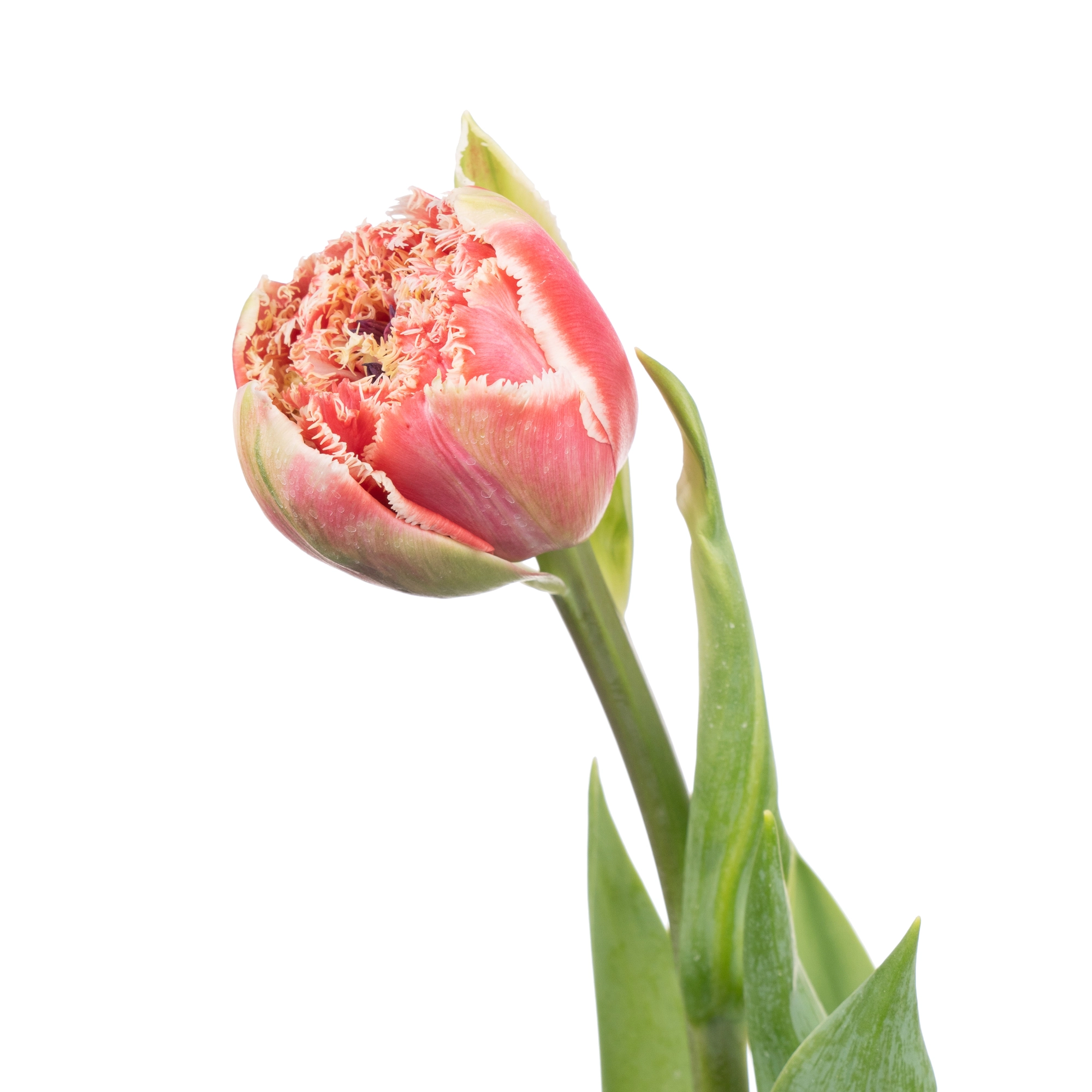 Tulip fringed brest