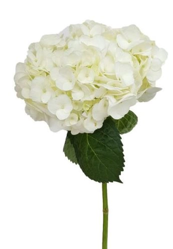 Hydrangea super select white