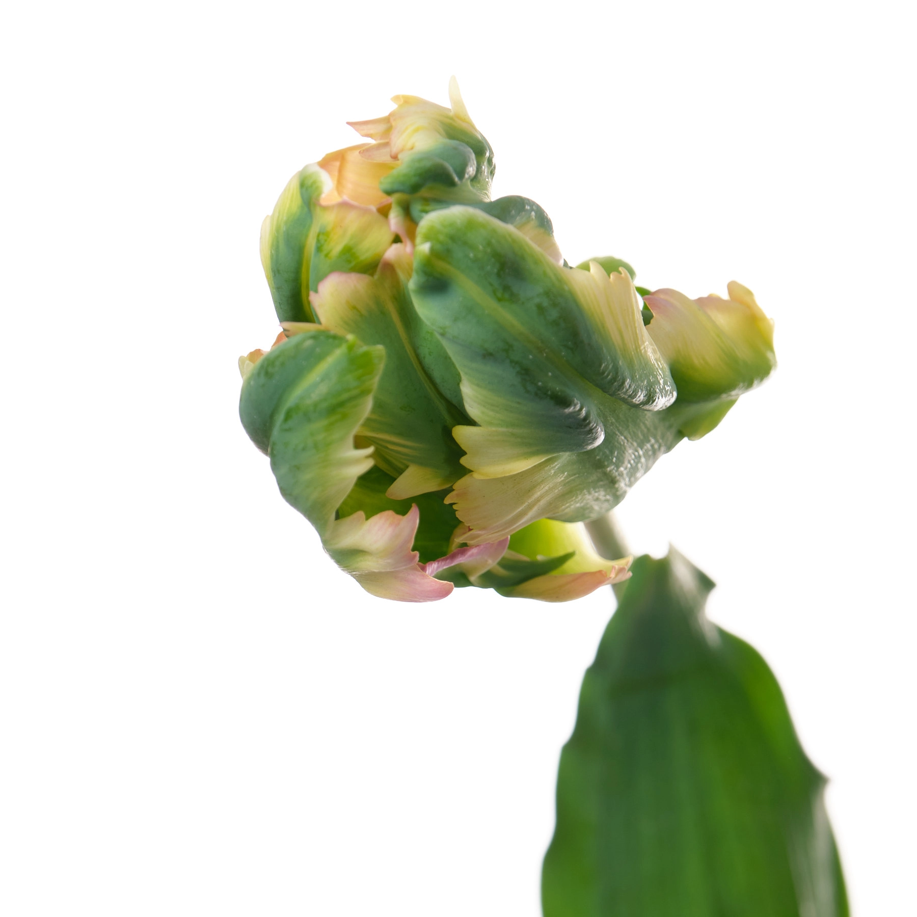 Tulip parrot green wave