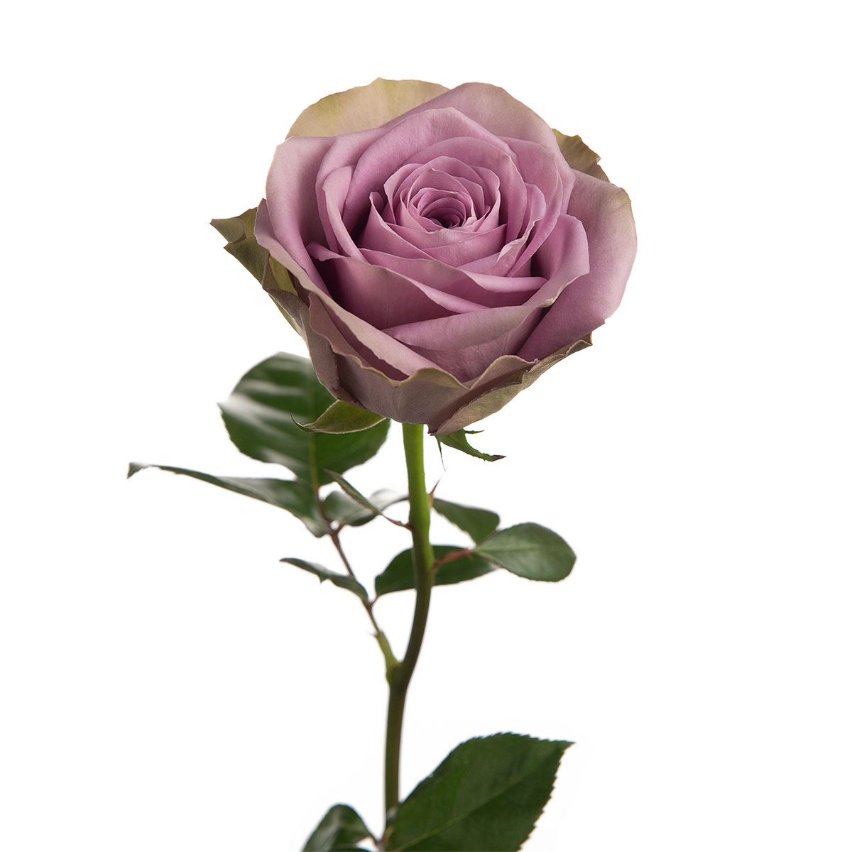 Rose tiara