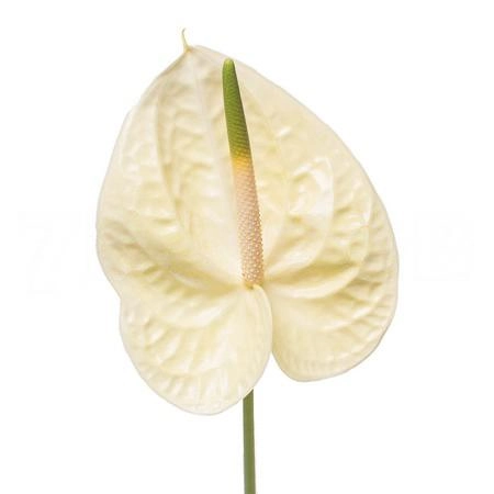 Anthurium marysia | Wholesale flowers, plants and supplies Anthurium marysia