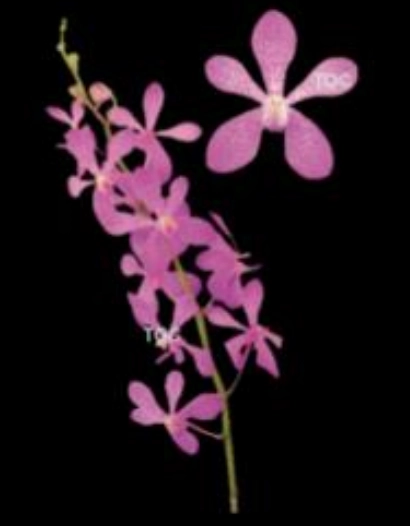 Mokara royal sapphire | Wholesale flowers, plants and supplies Mokara royal sapphire