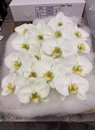 Phalaenopsis dyed forest