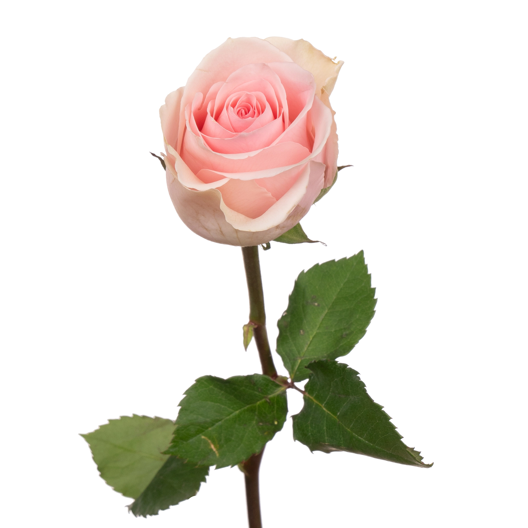 Rose duchess