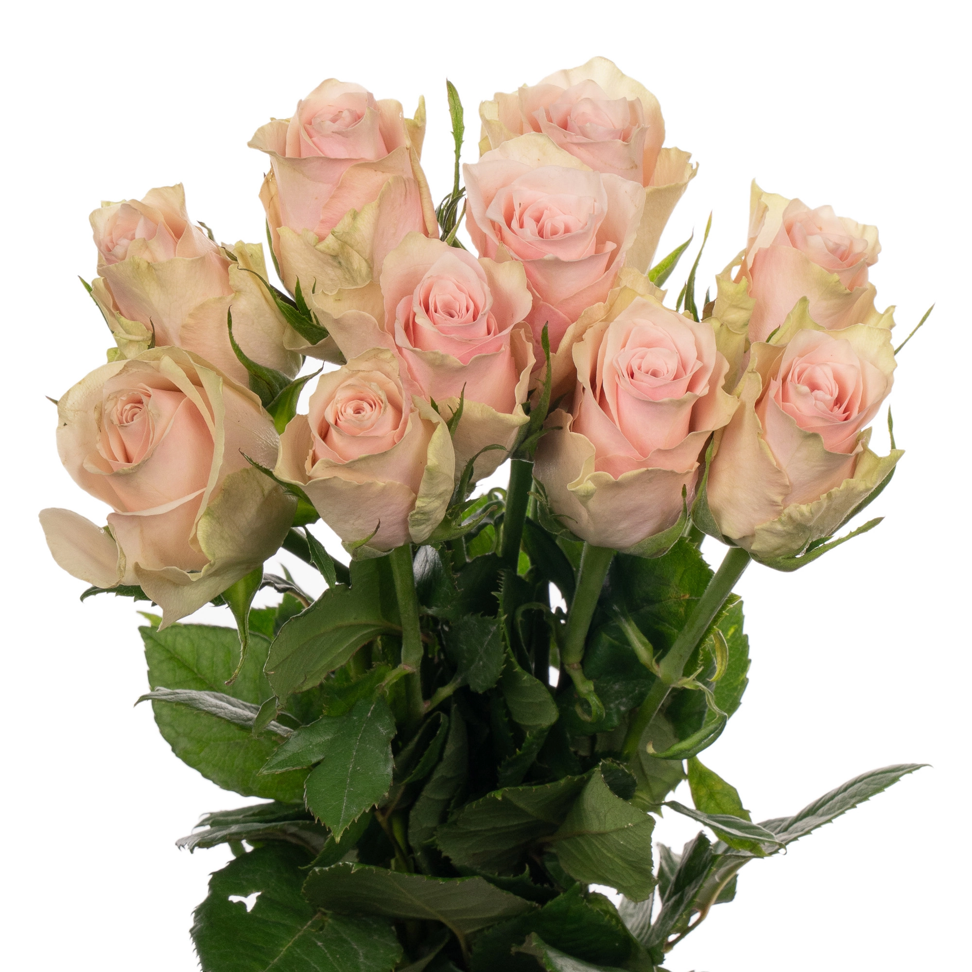 Rose pink athena