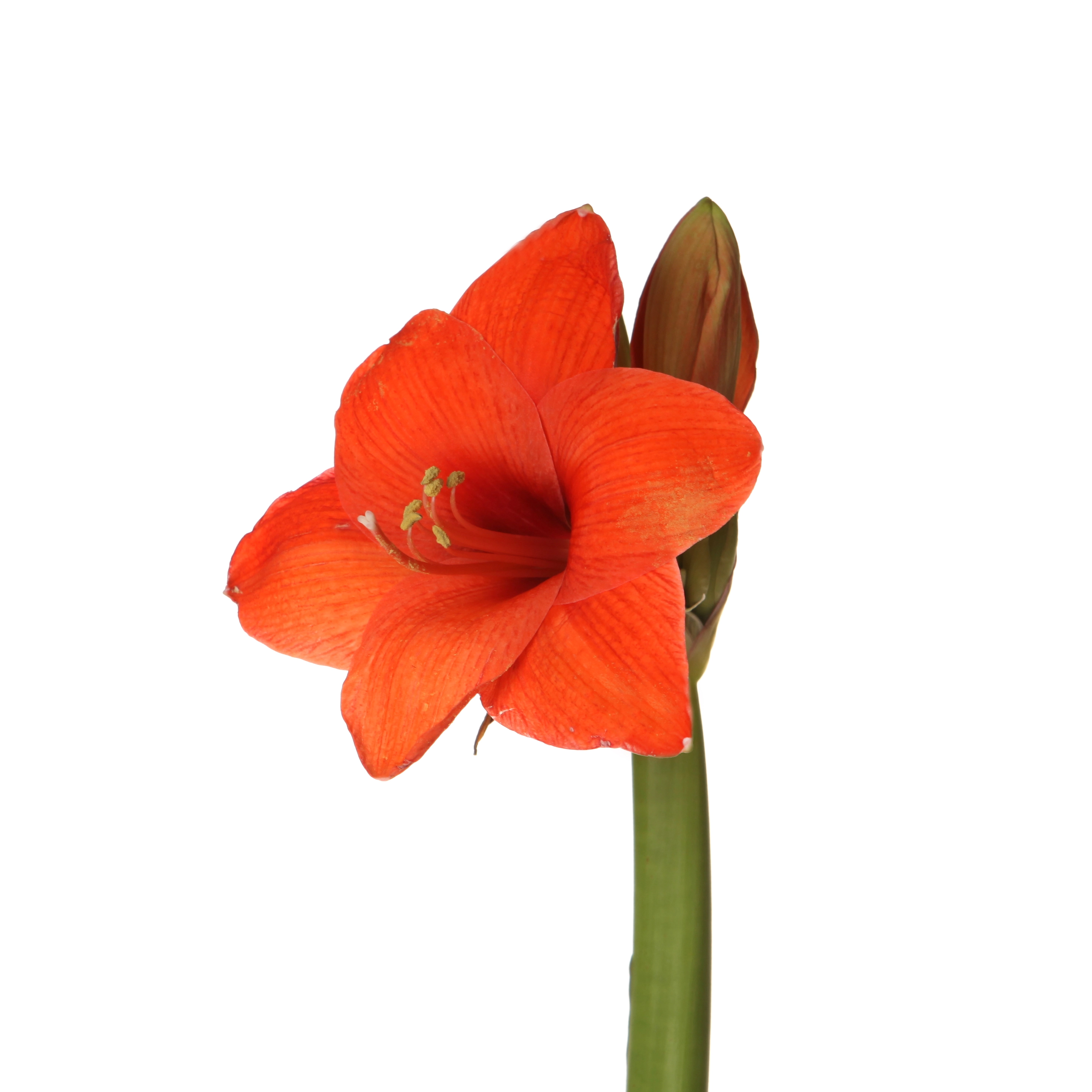 Hippeastrum naranja