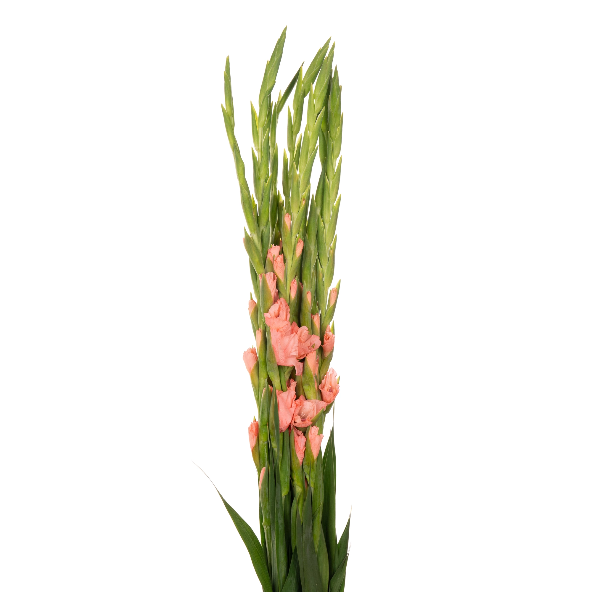 Gladiolus sugar baby