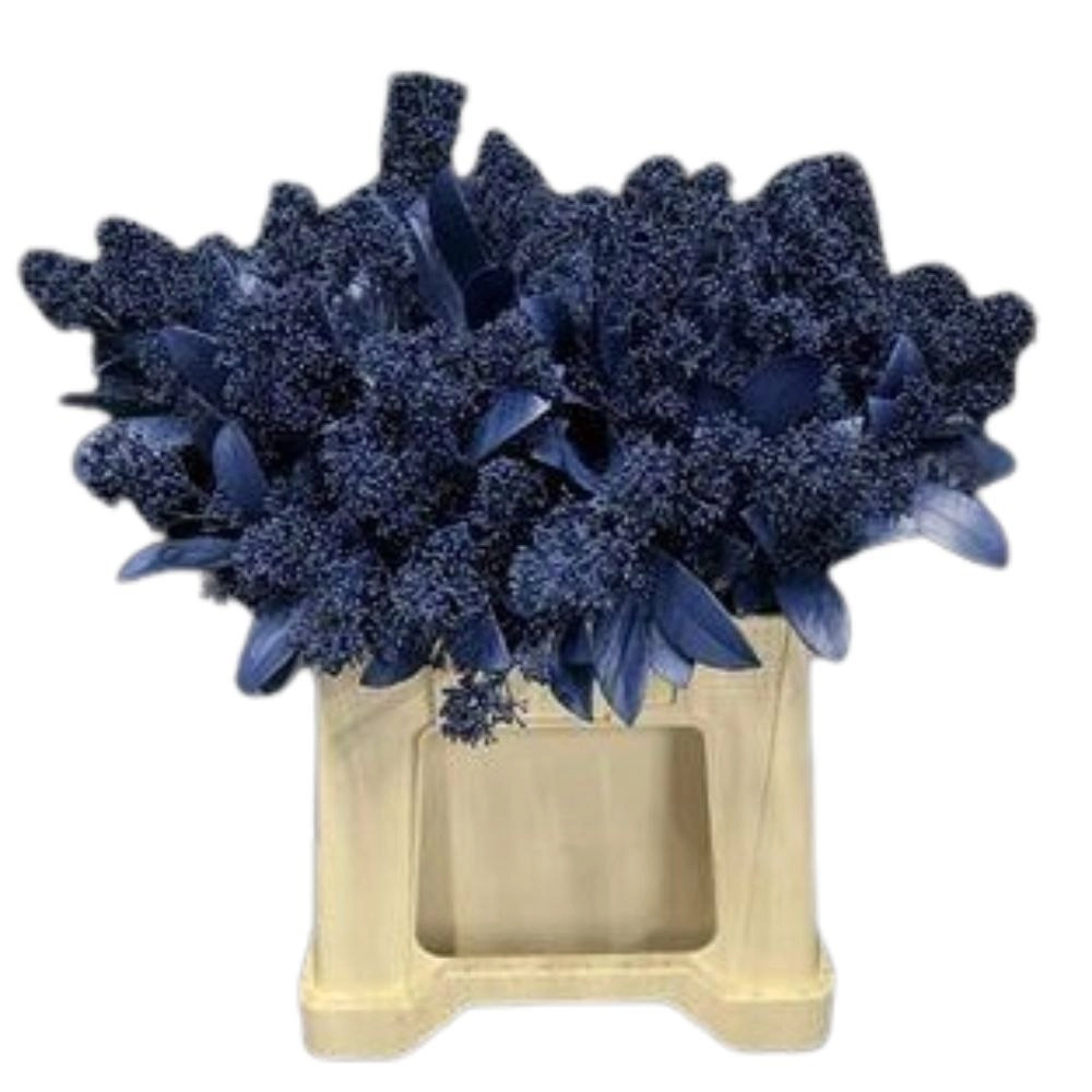 Skimmia tinted marine blue