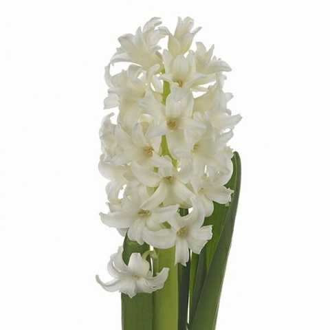 Hyacinthus top white | Wholesale flowers, plants and supplies Hyacinthus top white
