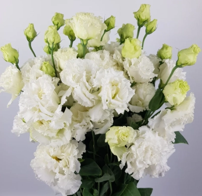 Eustoma wavy white | Wholesale flowers, plants and supplies Eustoma wavy white