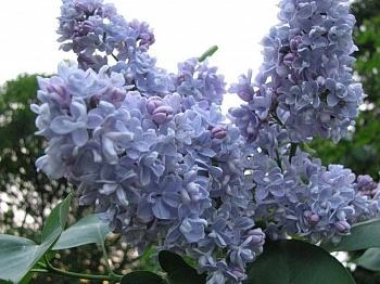 Syringa blue lagoon