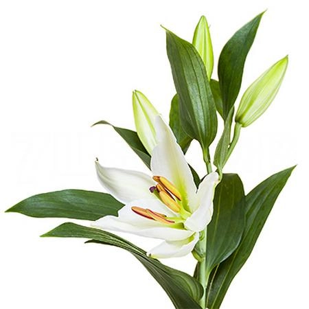 Lilium oriental helvetia