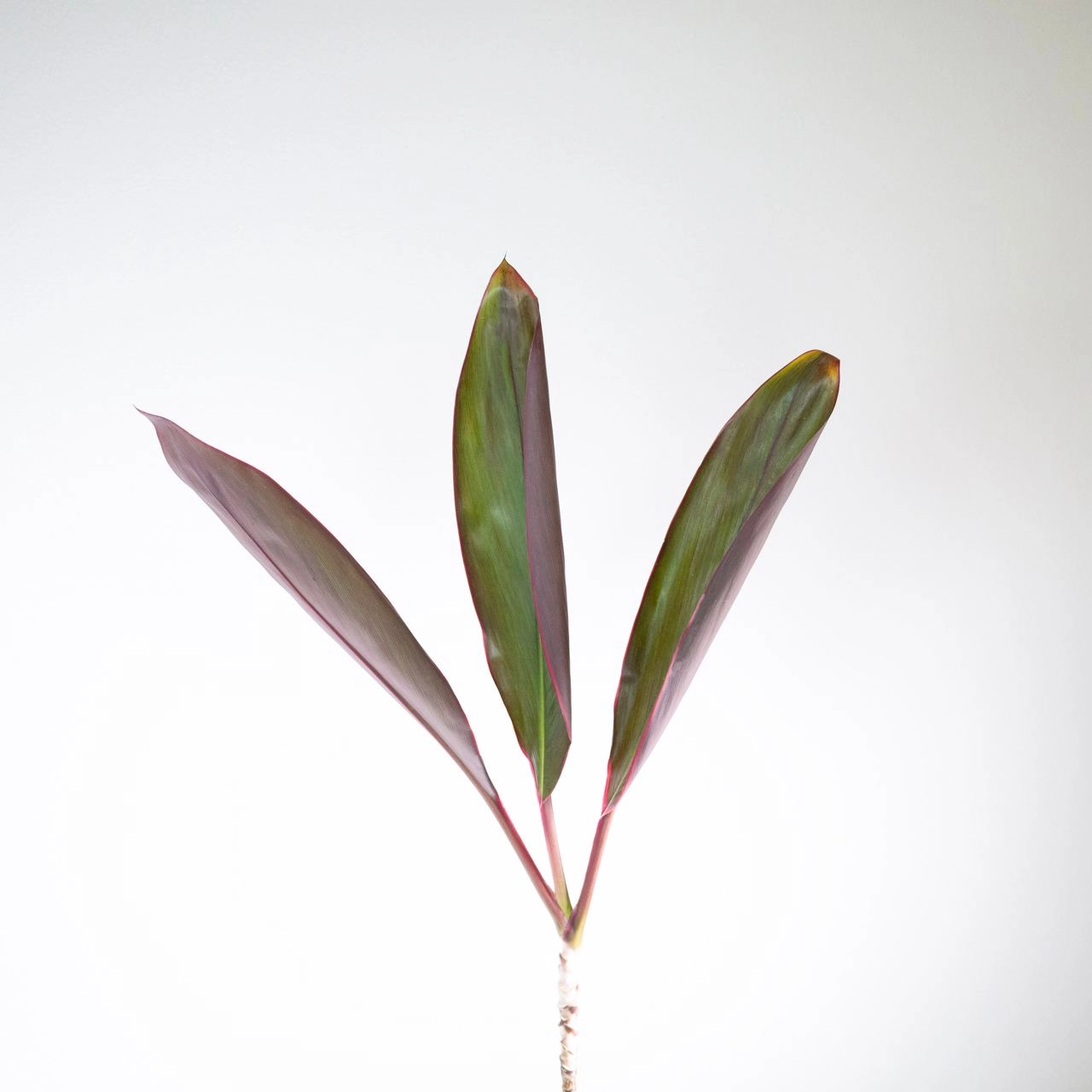 Blad Cordyline green pink edge