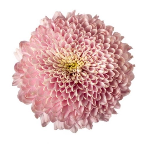 Chrysanthemum single empress