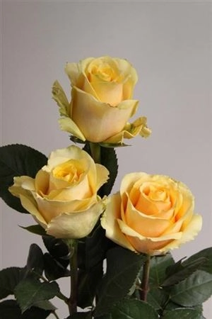 Rose butterscotch