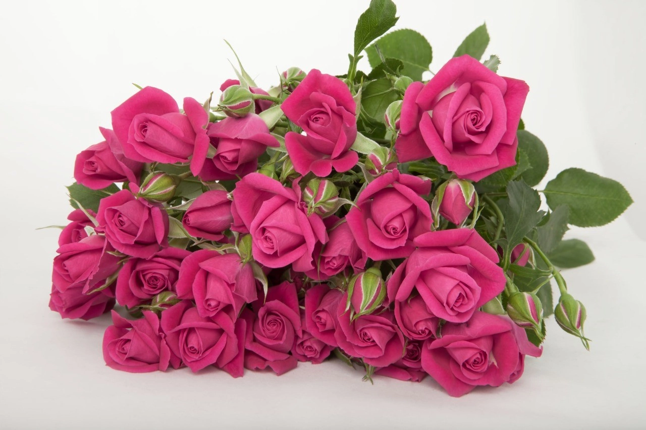 Rose spray alicia | Wholesale flowers, plants and supplies Rose spray alicia