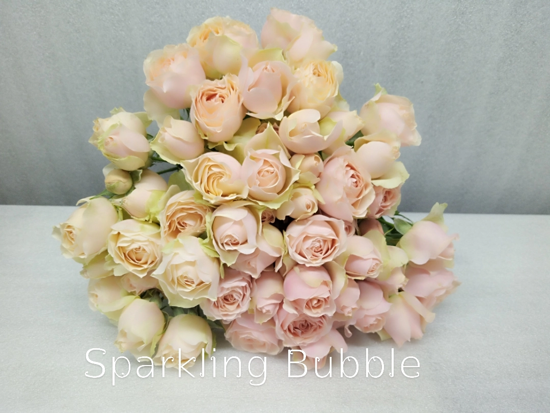 Rose spray sparkling bubbles
