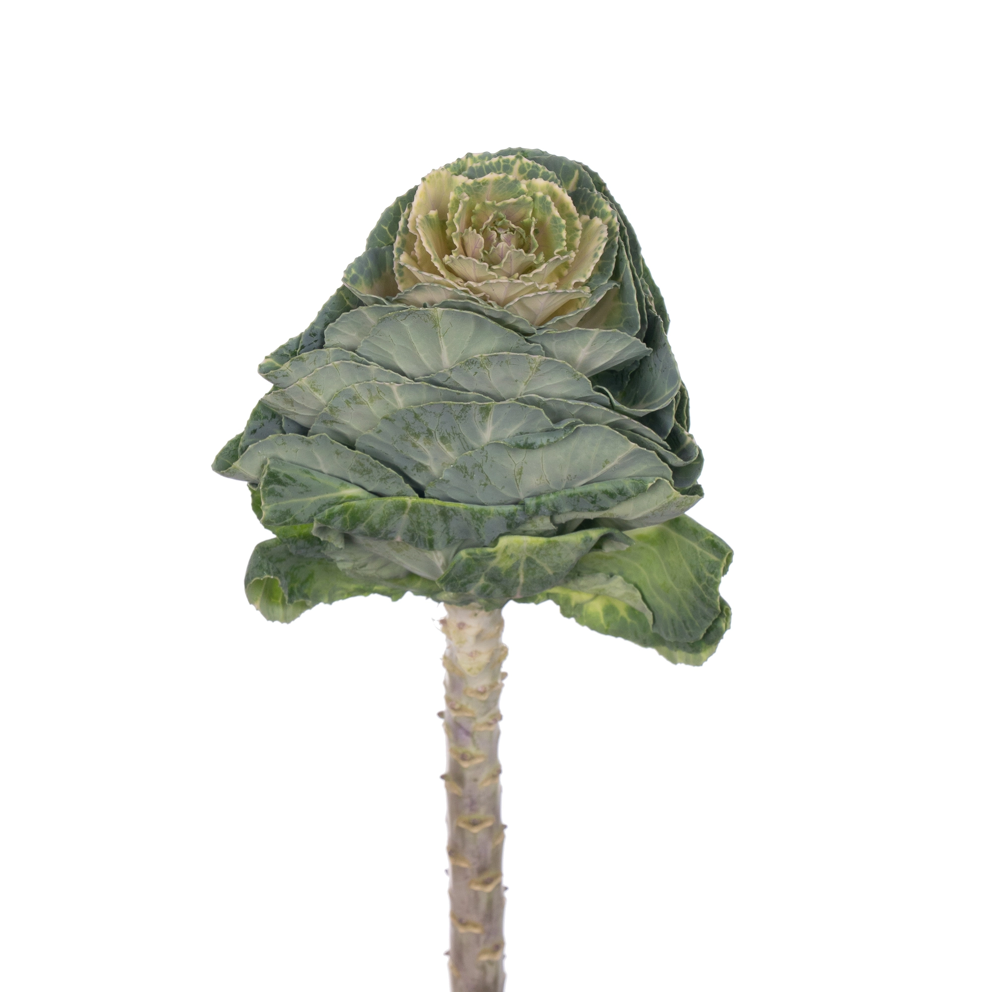 Brassica white crane | Wholesale flowers, plants and supplies Brassica white crane
