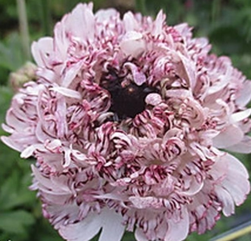 Ranunculus asiaticus morocco seti