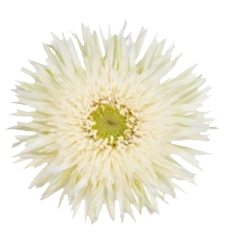 Gerbera Mini petit cyclone