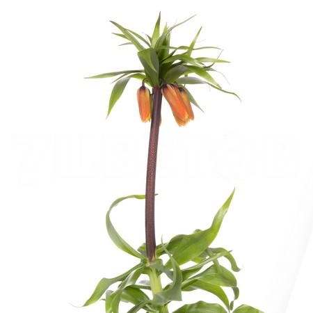 Fritillaria rubra maxima