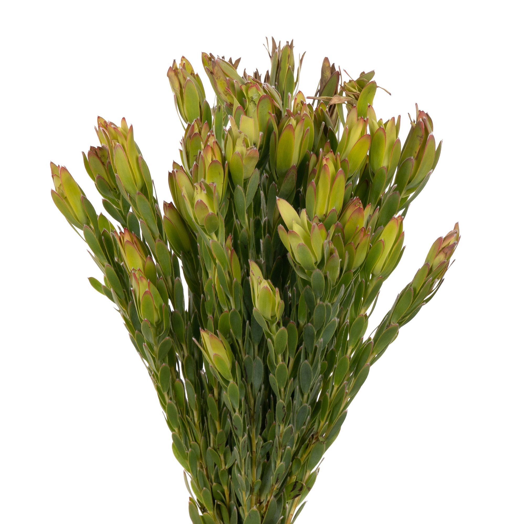 Leucadendron procerum