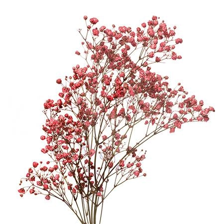 Gypsophila tinted mix