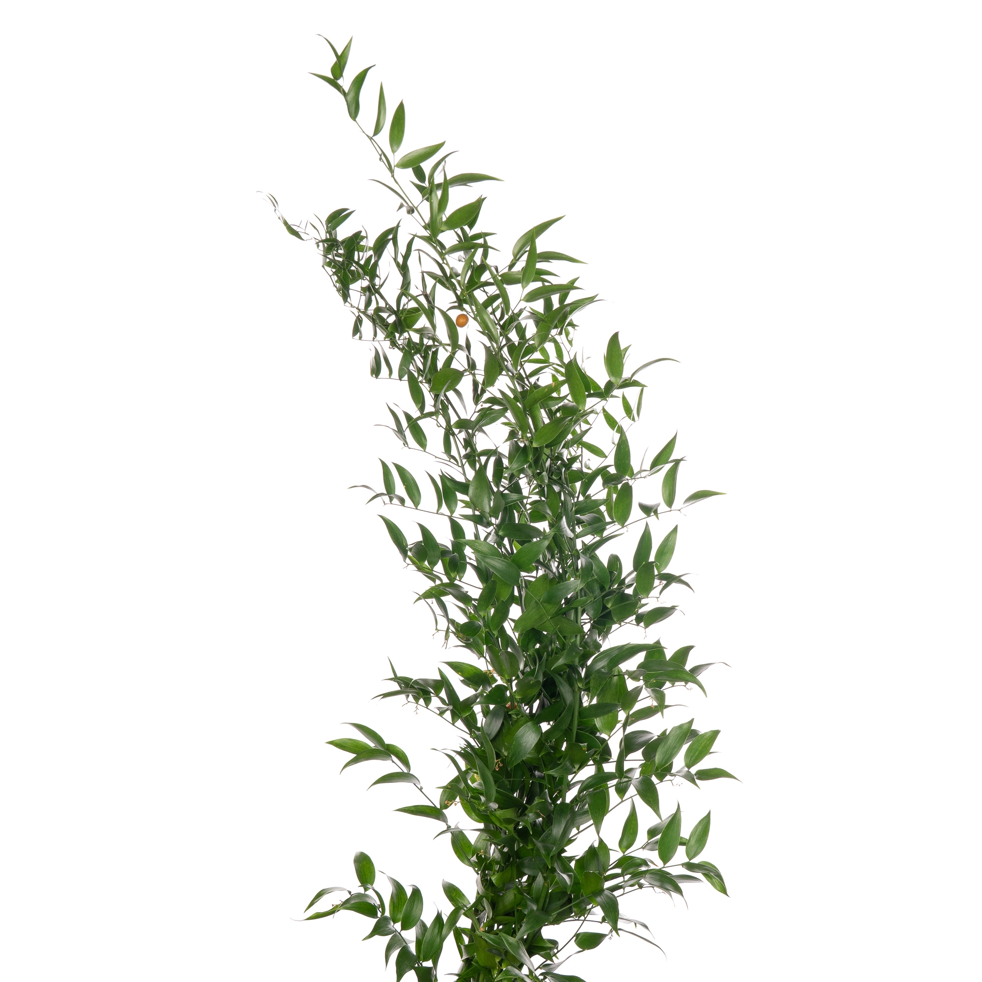 Blad Ruscus long