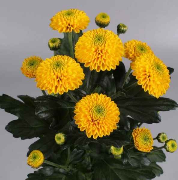 Chrysanthemum santini maverick yellow