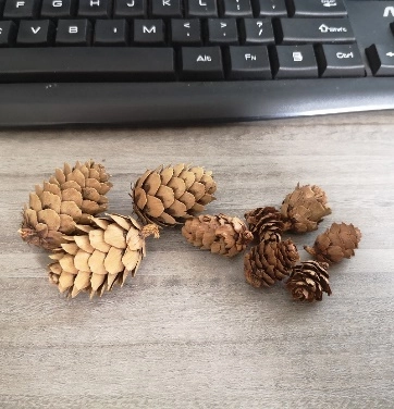 Pine cones, 50 pcs | Wholesale flowers, plants and supplies Pine cones, 50 pcs